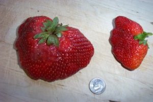one large and one small strawberry