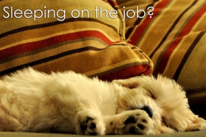 dog sleeping on the job
